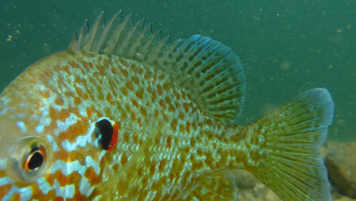 Fish; Publicdomain; Cc0; Freeimage;.jpg