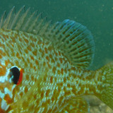 Fish; Publicdomain; Cc0; Freeimage;