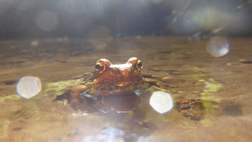 Frog; Publicdomain; Cc0; Freeimage;.jpg