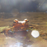 Frog; Publicdomain; Cc0; Freeimage;