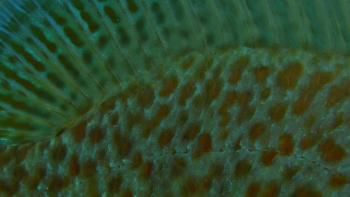 Fish; Publicdomain; Cc0; Freeimage;.jpg