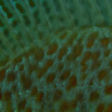 Fish; Publicdomain; Cc0; Freeimage;