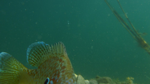 Fish; Publicdomain; Cc0; Freeimage;.jpg