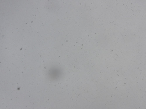 Snow; Publicdomain; Cc0; Freeimage;.jpg