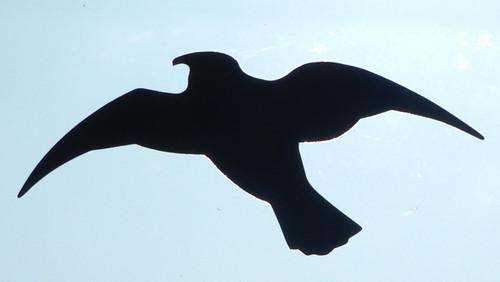 Fauna Bird Publicdomain (10).jpg