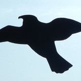 Fauna Bird Publicdomain (10)