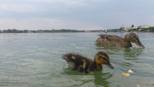 Fauna Bird Publicdomain (17).jpg