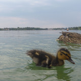 Fauna Bird Publicdomain (17)