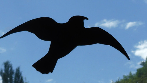 Fauna Bird Publicdomain (11).jpg