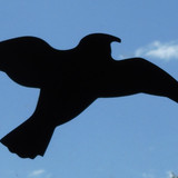 Fauna Bird Publicdomain (11)