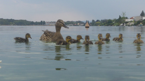 Fauna Bird Publicdomain (13).jpg