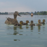 Fauna Bird Publicdomain (13)