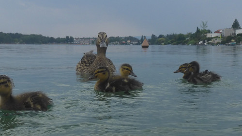 Fauna Bird Publicdomain (15).jpg