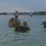 Fauna Bird Publicdomain (15)