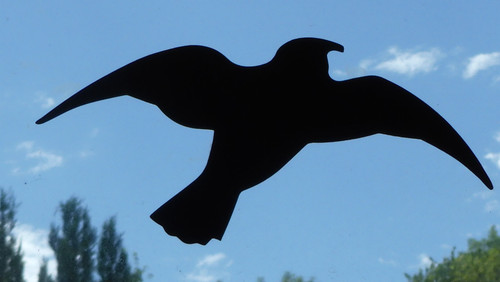 Fauna Bird Publicdomain (12).jpg