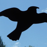 Fauna Bird Publicdomain (12)