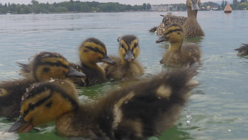 Fauna Bird Publicdomain (16).jpg