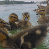 Fauna Bird Publicdomain (16)