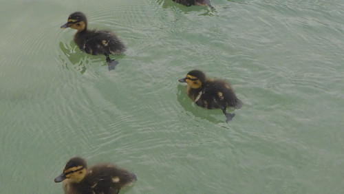 Fauna Bird Publicdomain (18).jpg