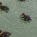 Fauna Bird Publicdomain (18)