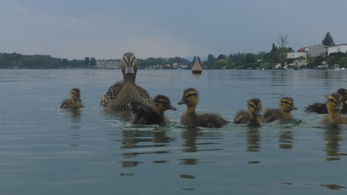 Fauna Bird Publicdomain (14).jpg