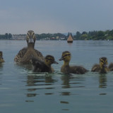 Fauna Bird Publicdomain (14)