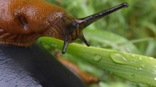 Fauna Snails Gastropod Publicdomain (127).jpg