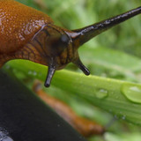 Fauna Snails Gastropod Publicdomain (127)