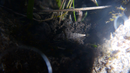 Fauna Snails Gastropod Publicdomain (130).jpg