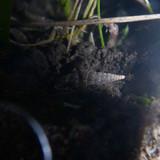 Fauna Snails Gastropod Publicdomain (130)