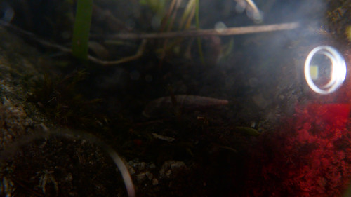 Fauna Snails Gastropod Publicdomain (129).jpg