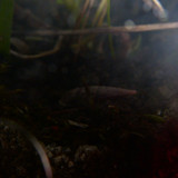 Fauna Snails Gastropod Publicdomain (129)