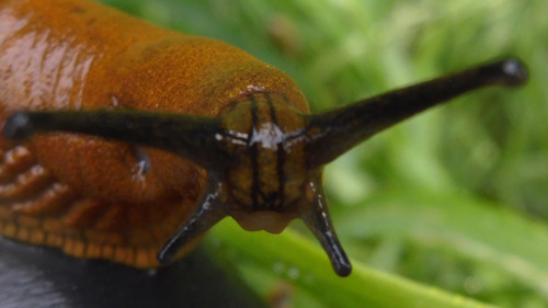 Fauna Snails Gastropod Publicdomain (128).jpg