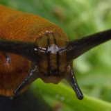 Fauna Snails Gastropod Publicdomain (128)