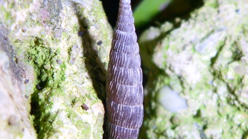 Fauna Snails Gastropod Publicdomain (133).jpg