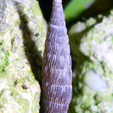 Fauna Snails Gastropod Publicdomain (133)