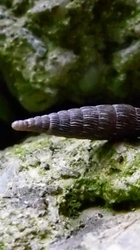 Fauna Snails Gastropod Publicdomain (132).jpg