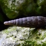 Fauna Snails Gastropod Publicdomain (132)