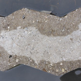 Fauna Snails Gastropod Publicdomain (137)