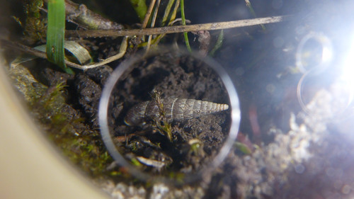 Fauna Snails Gastropod Publicdomain (131).jpg