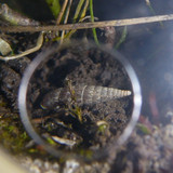 Fauna Snails Gastropod Publicdomain (131)