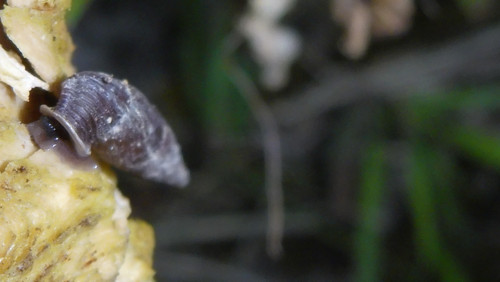 Fauna Snails Gastropod Publicdomain (146).jpg