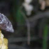 Fauna Snails Gastropod Publicdomain (146)