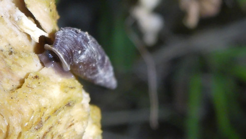 Fauna Snails Gastropod Publicdomain (145).jpg