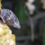 Fauna Snails Gastropod Publicdomain (145)