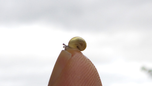 Fauna Snails Gastropod Publicdomain (140).jpg