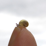Fauna Snails Gastropod Publicdomain (140)