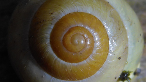 Fauna Snails Gastropod Publicdomain (139).jpg