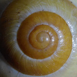 Fauna Snails Gastropod Publicdomain (139)