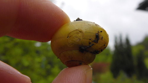 Fauna Snails Gastropod Publicdomain (142).jpg